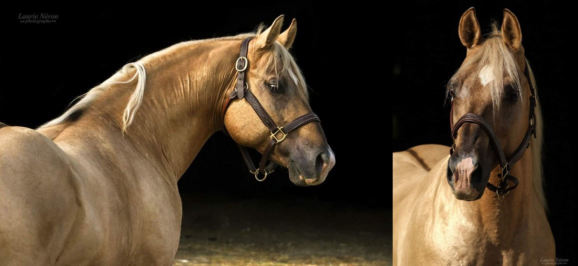 Spark Top - Dunalino Stallion
